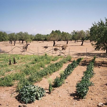 Agroturismo Es Quatre Cantons بينيسالم المظهر الخارجي الصورة